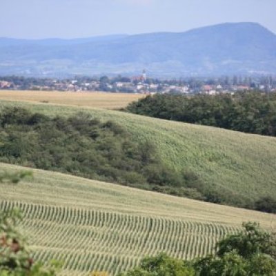 A 2. kürti pincefesztivál képei